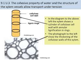 Check spelling or type a new query. Ib Biology 9 1 Transport In The Xylem Of Plants