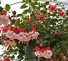 Check spelling or type a new query. Top 5 Hanging Baskets For Shade Fairview Garden Center