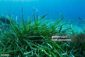 Image result for Hydrocharitaceae