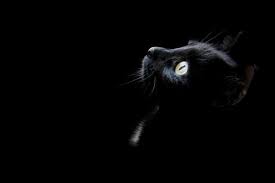 Languages english chinese czech dutch french german hebrew indonesian italian japanese korean persian polish portuguese romanian russian slovak spanish swedish turkish ukrainian. æ¢¦è§é»'çŒ«æ˜¯ä»€ä¹ˆæ„æ€å¥³äººæ¢¦åˆ°é»'çŒ«æ‰'å'è‡ªå·±æœ‰ä»€ä¹ˆé¢„å…† è‡´å¯Œçƒ­