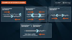 exonuclease i reaction buffer neb