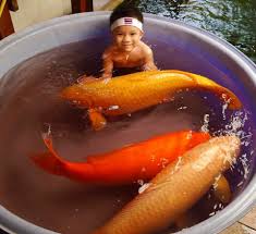 Gosh Those Are Great Big Koi Koi Fish Pond Koi Fish Koi Pond Design