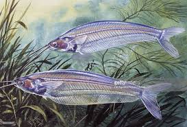 Art Illustration Lakes Freshwater Fish Crystal Catfish Kryptopterus Bicirrhis It Is A Transparent Fish About 15 Cm Drawings Animal Art Glass Catfish