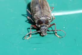 The palo verde root borer (derobrachus geminatus), more commonly known as the palo verde beetle, may look terrifying but it is harmless to humans. Bug Of The Week Palo Verde Beetle Growing With Science Blog