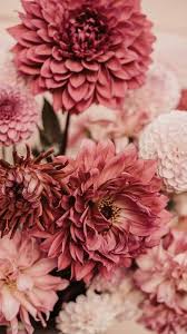 The Latest Iphone11 Iphone11 Pro Iphone 11 Pro Max Mobile Phone Hd Wallpapers Free Download Dahlias In 2020 Flower Phone Wallpaper Simple Iphone Wallpaper Flowers