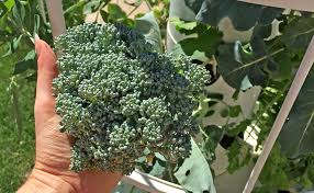 We did not find results for: Growing On Air How Aeroponics Turns Less Into More