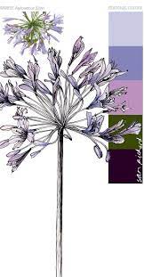 Planet Sam Colour From The Season Agapanthus Blue Flower Drawing Botanical Art Flower Art