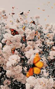 Aesthetic butterfly wallpapers top free aesthetic. Pin By Cailey On Wall Collage Butterfly Wallpaper Iphone Iphone Background Wallpaper Aesthetic Iphone Wallpaper