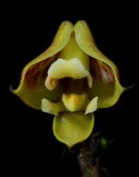 Image result for Polystachya cultriformis