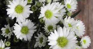 September Birth Flowers What You Need To Know Bouqs Blog