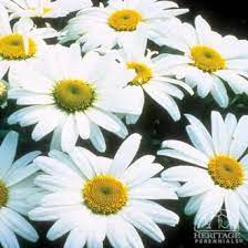 Maybe you would like to learn more about one of these? Plant Profile For Leucanthemum Superbum Snow Lady Shasta Daisy Perennial