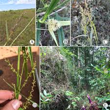 Image result for Scleria sp.no.1