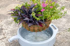 This photo shows another hanging basket, planted at the same time as the tutorial, with just purple wave petunias. Hanging Basket Watering Tips Garden Gate