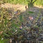 Image result for Hermannia kirkii