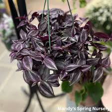 Image result for Tradescantia pallida