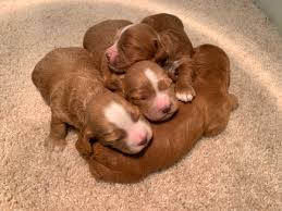 Contact iowa cockapoo breeders near you using our free cockapoo breeder search tool below! Dark Red Cockapoo Puppies F1 Breeding Iowa Dog Breeders
