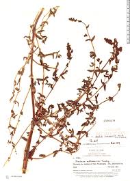 Image result for Gerardiina angolensis