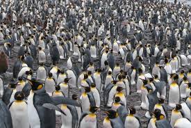 Vintage collectible king penguin book. Penguins Those Birds That Think They Re Dolphins Blog Space For Life