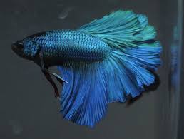 Live Tropical Fish Big Size Turquoise Blue Green Rosetail Halfmoon Betta I39 Halfmoon Betta Betta Betta Fish