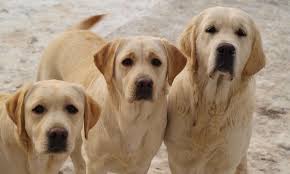 Nae holiky | Labradorsk retrvr - labrador retriever kennel