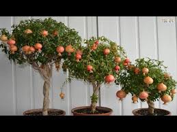 Fruit trees that grow in pots. Top 8 Best Fruits To Grow In Pots In Containers Youtube