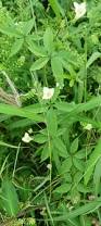 Image result for Merremia quinquefolia