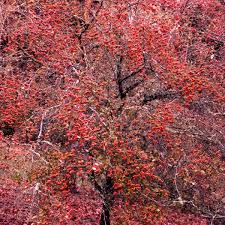 The clustered spring flowers are white and numerous. Crataegus Phaenopyrum Washington Hawthorn Tree Seeds Bush Shrub Seeds Plants Seeds Bulbs