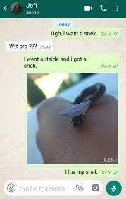 Pin By Mia Cairns On Craft Cute Animal Memes Funny Animal Memes Cute Reptiles