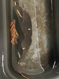 Check out our portland oregon selection for the very best in unique or custom, handmade pieces from our prints shops. Sorry For The Absolutely Garbage Photo Any Idea What Type Of Worms They Could Be Worms Approximately 1 3 Cm Long Found In Some Stagnant Water Collected Near Compost Bin Near Portland Oregon