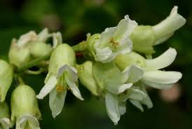 Image result for Sophora velutina