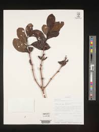 Image result for Coffea salvatrix