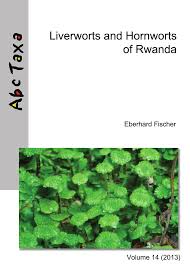 Image result for Hedythyrsus thamnoideus