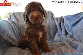 Lancaster puppies has your labradoodle puppy. Medium Labradoodle Puppies For Sale