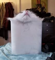 proof that cats are liquid 面白い猫の写真 動物おもしろ画像 おかしな動物