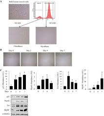 It permits movement of the body, maintains posture and circulates blood throughout the body. Role Of Grb10 In Mtorc1 Dependent Regulation Of Insulin Signaling And Action In Human Skeletal Muscle Cells American Journal Of Physiology Endocrinology And Metabolism