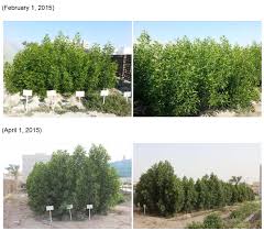 Image result for Conocarpus