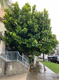 Fiddle leaf fig tree are fussy plants. The Complete Guide To Making Indoor Tropical Plants Thrive Part 1 With Extra Notes On Caring For A Fiddle Leaf Fig Tree Brittanyangell Com