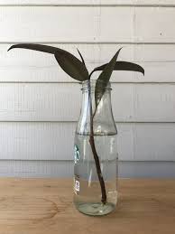 Mar 16, 2021 · here's the lowdown: Plant Portrait The Rubber Tree Leaf And Paw