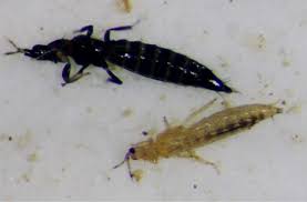 Uc ipm pest management guidelines diseases: Thrips Infonet Biovision Home