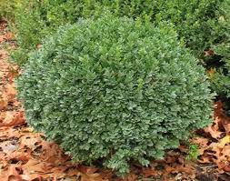 Image result for Buxus acutata