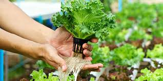 Organic Hydroponics: How To Grow Soilless Plants Organically - Hydrobuilder  Learning Center