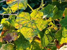 This bulletin describes the most common insect pests and diseases in home vegetable gardens. 44 Common Garden Pests How To Keep Bugs From Eating Plants Hgtv