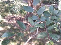 Image result for Ulmaceae