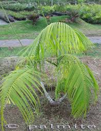 Image result for Dypsis