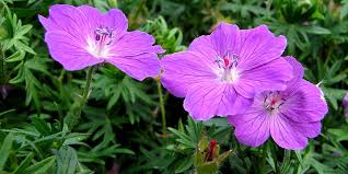 En av de få gangene jeg har stått opp før solen. Blodstorkenebb Geranium Sanguineum