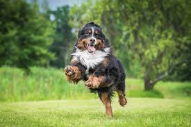 Der Perfekte Garten Fur Den Hund Selbermachen De