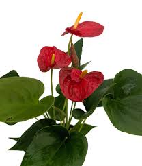 Pin On Indoor Gardening