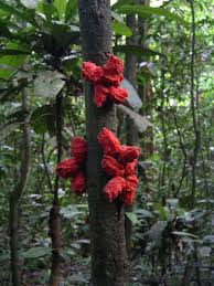 Image result for Artabotrys likimensis