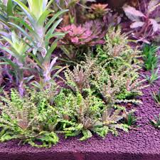 Image result for Pogostemon rogersii