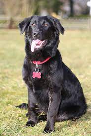 Maybe you would like to learn more about one of these? Border Collie Lab Mix A Guide To The Energetic Borador Dog Breed